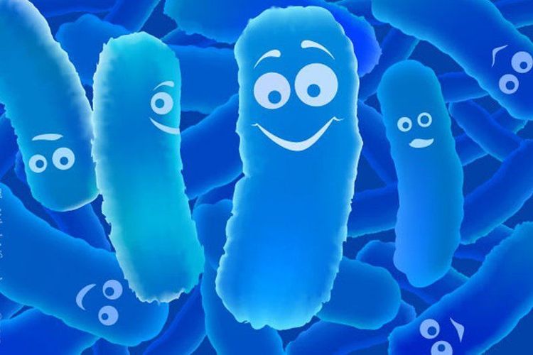 
Men vi sinh chủng Lactobacillus và Bifidobacterium rất có lợi cho hệ tiêu hóa.
