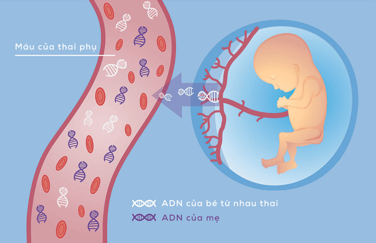 
Bác sĩ di truyền dựa vào kết quả xét nghiệm NIPT để đưa ra kết luận và đề nghị trong thai kỳ
