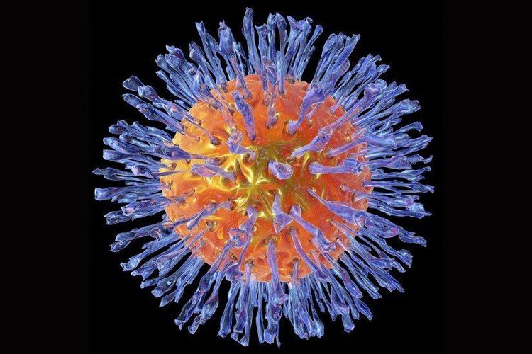 
Virus herpes là tác nhân chính gây bệnh
