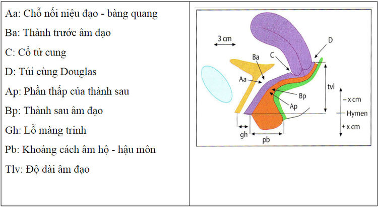 
Sa sinh phân loại từ độ 0 đến độ 4
