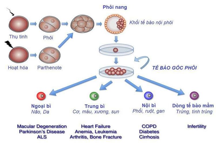 
Tế bào gốc phôi được sử dụng nhiều trong phòng IVF
