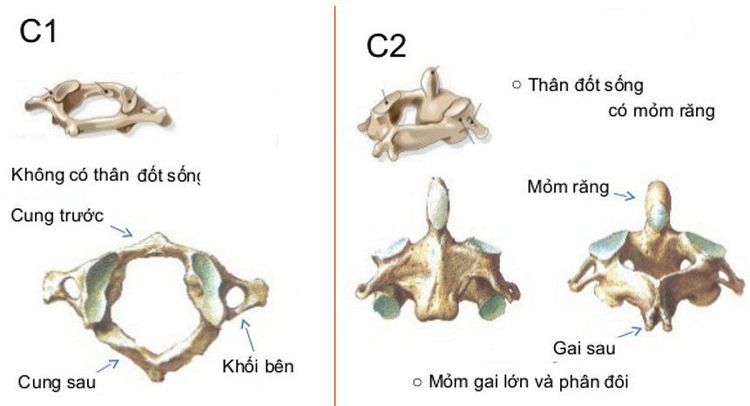 
Hình ảnh đốt đội và đốt trục
