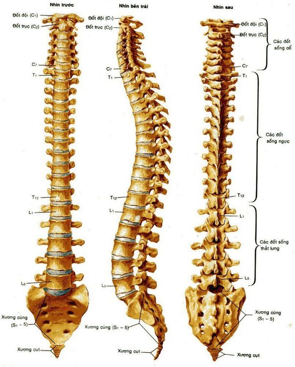 
Đốt sống cụt có tác dụng rất quan trọng giúp giữ cân bằng khi ngồi và cố định các nhóm cơ
