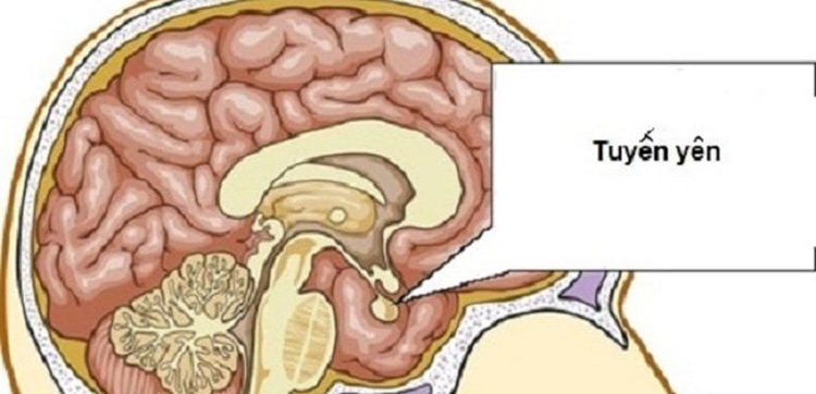 
Lượng prolactin trong máu thấp hơn bình thường có thể là biểu hiện của suy tuyến yên
