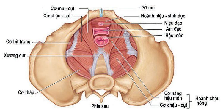 
Sàn chậu được ví như một cái võng hình thành từ nhiều khối cân và cơ đan xen nhau
