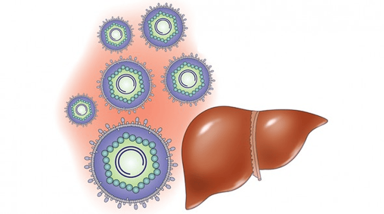 
HbsAb là loại kháng thể chống lại virus viêm gan B
