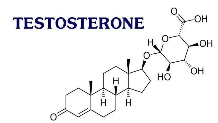 
Tinh hoàn sản sinh testosterone
