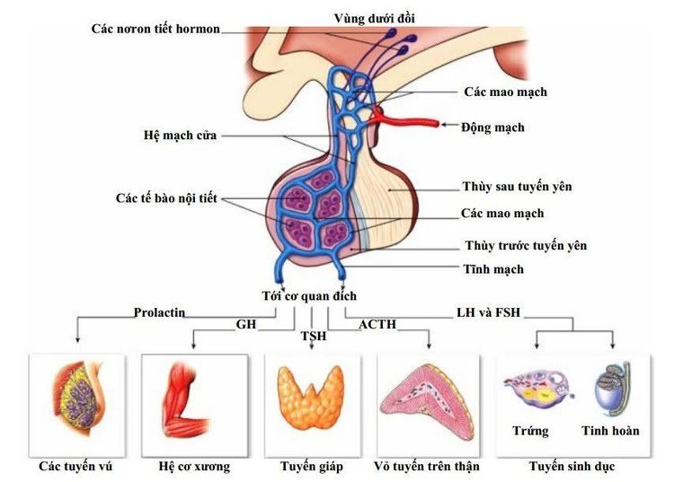 
Suy giảm chức năng tuyến yên ảnh hưởng đến toàn bộ hệ nội tiết trong cơ thể
