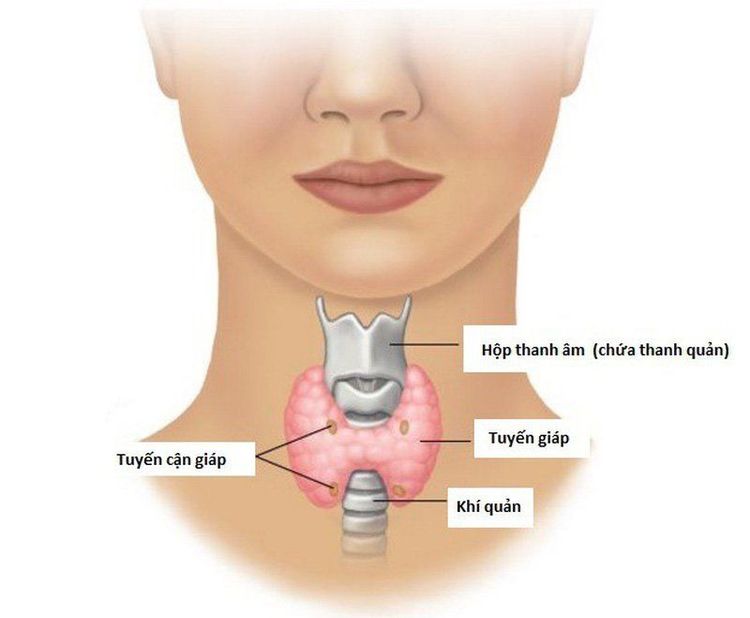 
Tuyến giáp là một cơ quan nằm ở cổ có nhiệm vụ sản xuất ra một loại hormone gọi là thyroxine
