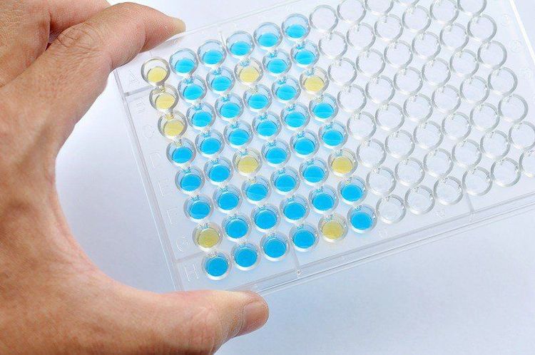 
Đĩa ELISA được dùng cho các xét nghiệm miễn dịch liên kết với enzym ELISA là một công cụ chuẩn đoán lâm sàng
