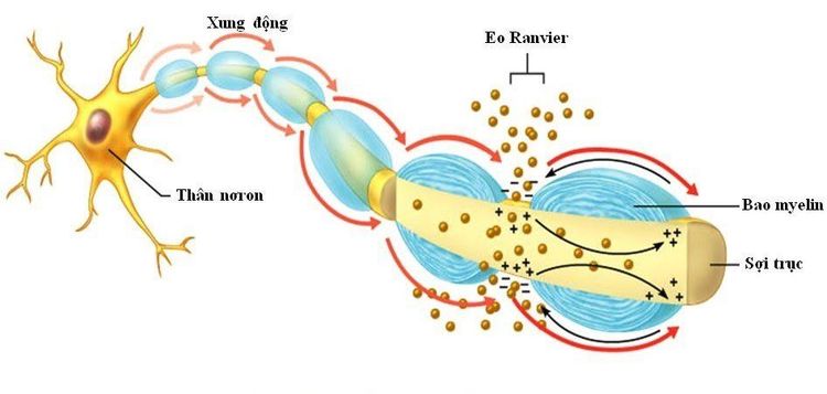 
Hình ảnh sự dẫn truyền xung thần kinh trên sợi trục của nơron
