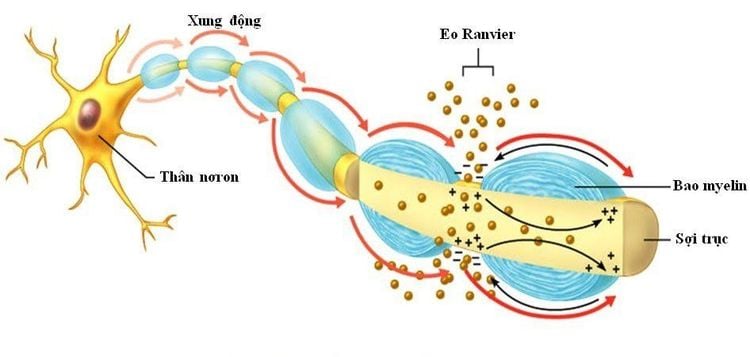 
Tế bào thần kinh truyền thông tin đến các tế bào khác thông qua sợi trục.
