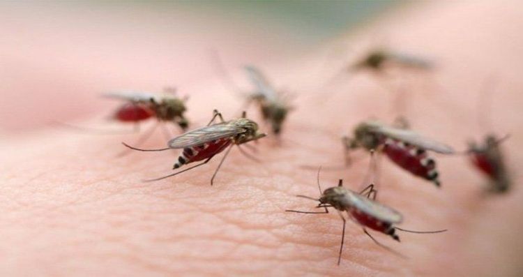 
Sốt xuất huyết do siêu vi Dengue truyền qua trung gian là muỗi văn
