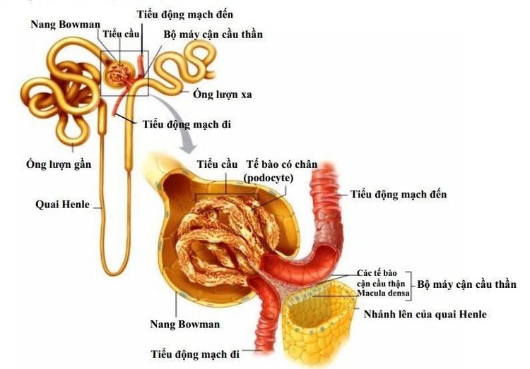 Quai henle trong quá trình tái hấp thu và bài tiết của ống thận