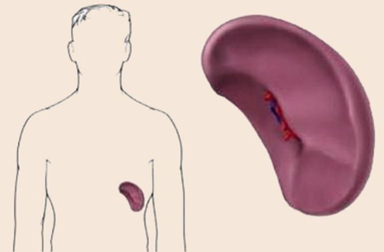 
Lá lách có khả năng sản xuất kháng thể và lọc vi khuẩn não mô cầu
