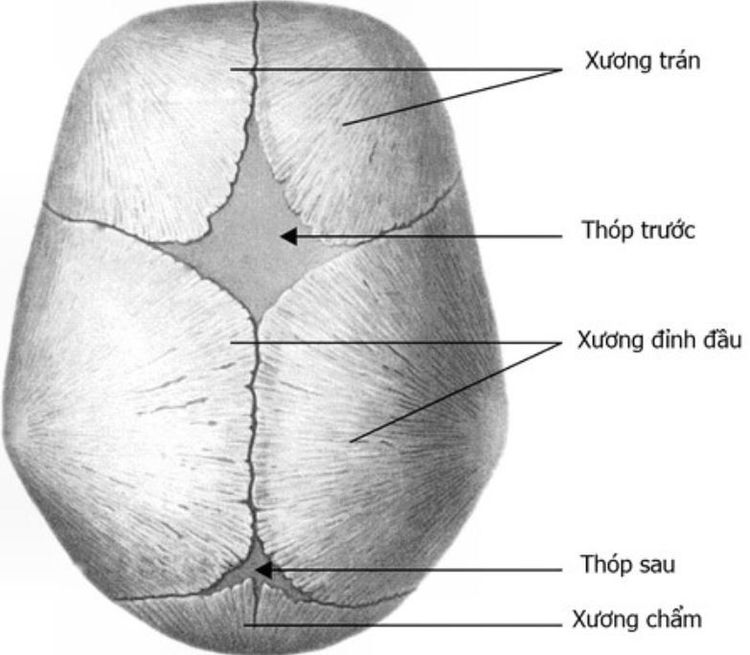 
Cấu trúc thóp trước và thóp sau ở trẻ sơ sinh
