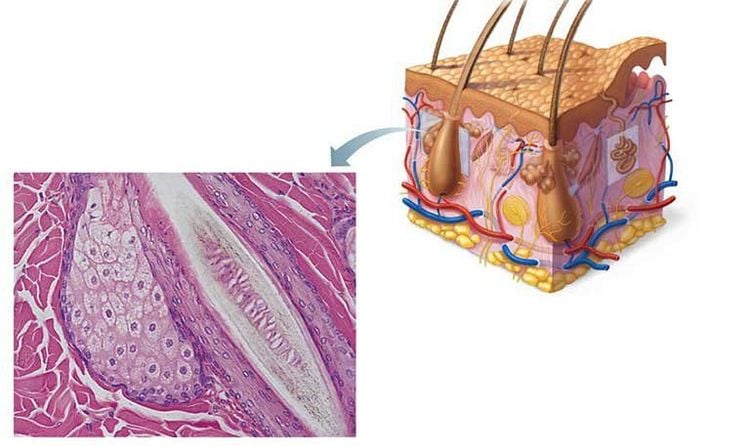 
Hình ảnh vị trí của tuyến mồ hôi
