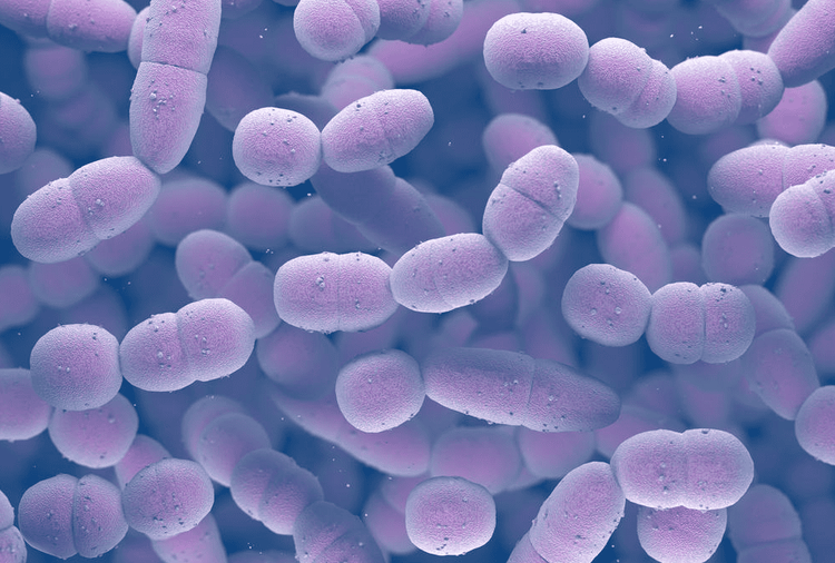 
Phế cầu khuẩn (Streptococcus pneumoniae)
