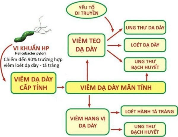 
Những tác hại khi bị lây truyền vi khuẩn HP
