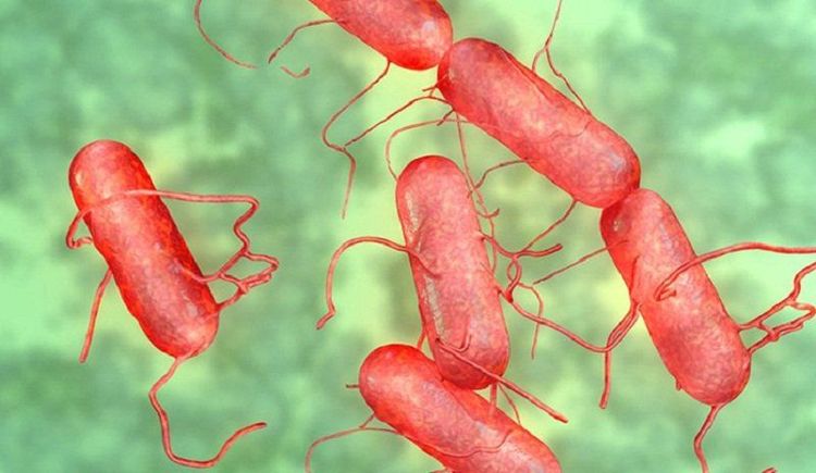 
Thương hàn là 1 bệnh nhiễm khuẩn toàn thân do trực khuẩn Salmonella gây nên
