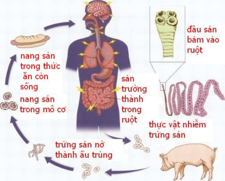 
Cơ chế hoạt động của ấu trùng sán lợn gạo
