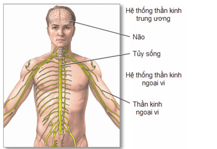 
Hệ thống thần kinh trung ương
