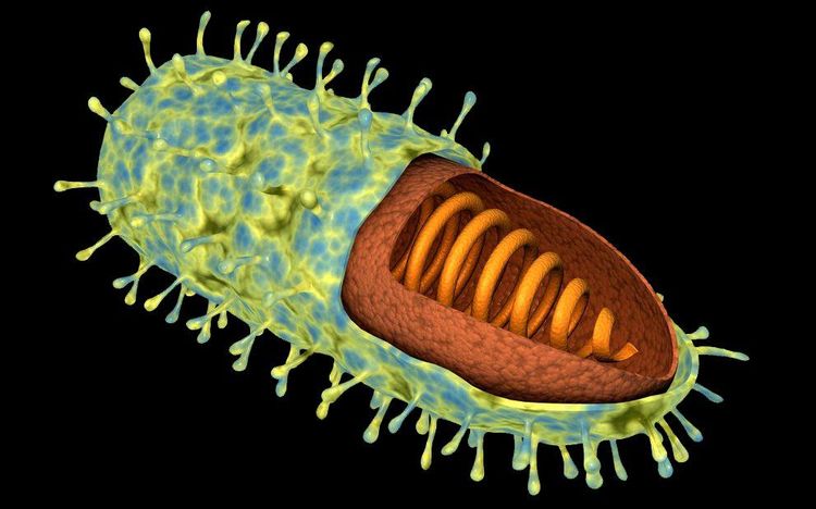 
Bệnh dại là một căn bệnh nguy hiểm do virus dại gây ra
