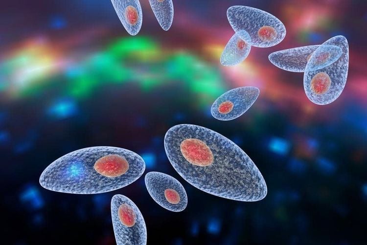 
Nhiễm Toxoplasma gây sưng hạch bẹn
