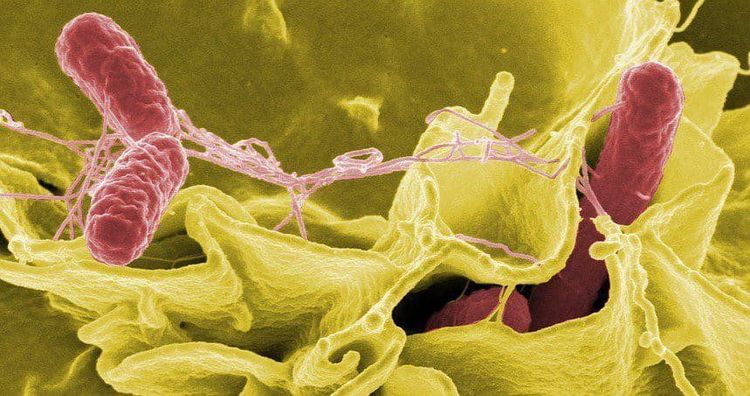 
Salmonella bacteria have good vitality and resistance
