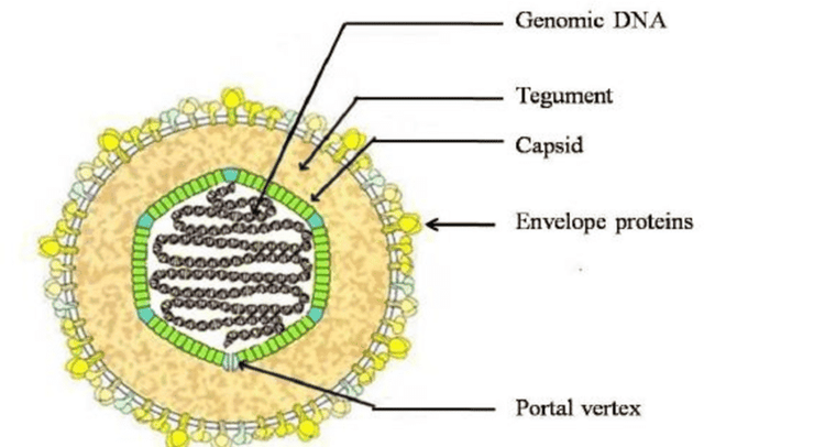 
Virus EBV
