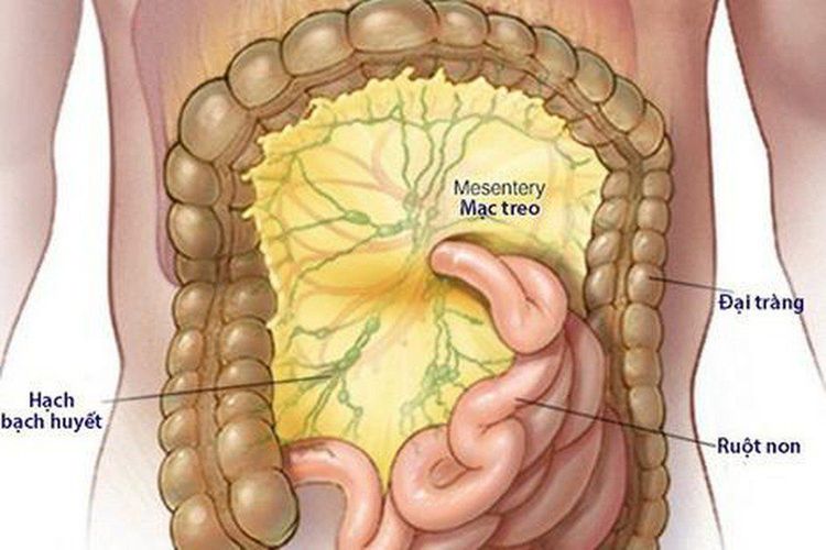 
Mạc treo trong ổ bụng gắn ruột với khoang bụng
