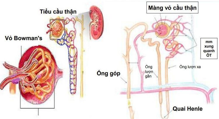 
Hình ảnh cầu thận
