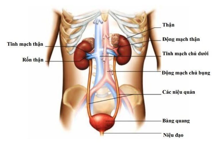 
Vị trí động mạch thận
