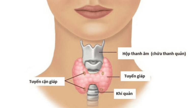 
Vị trí tuyến cận giáp
