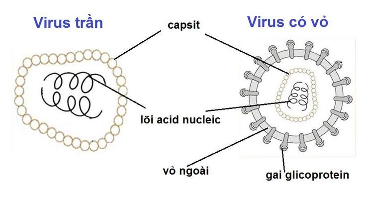 
Cấu trúc chung của virus gây bệnh
