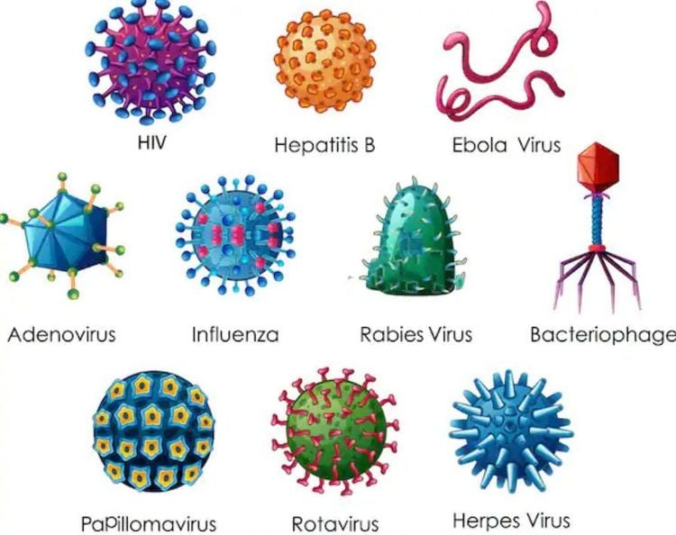 Một số loại virus gây bệnh hiện nay