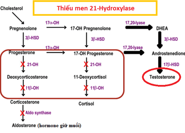 
Hình 7. Ảnh hưởng của thiếu enzyme 21 hydroxylase tới chu trình chuyển hóa, làm giảm nồng độ cortisol, hoóc-môn giữ muối và tăng nồng độ testosterone trong cơ thể
