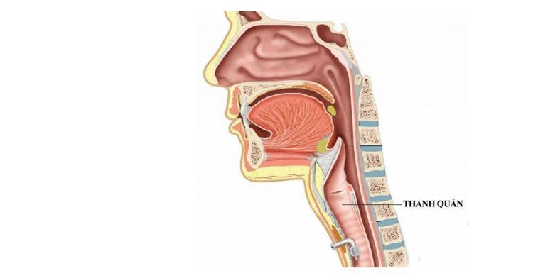 
Vị trí thanh quản
