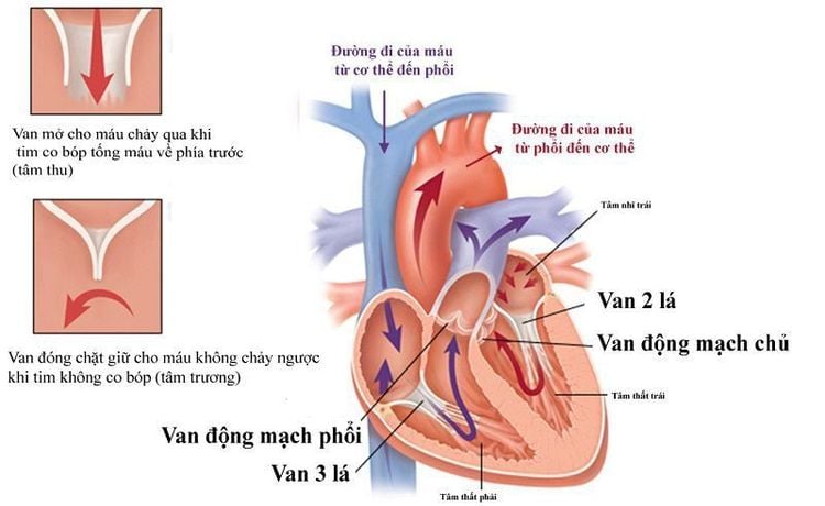 
Vị trí 4 van tim trong buồng tim
