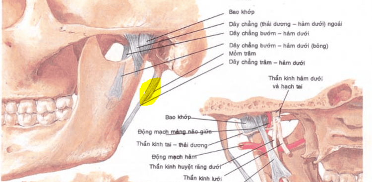 
Vị trí mỏm trâm trên hình ảnh giải phẫu
