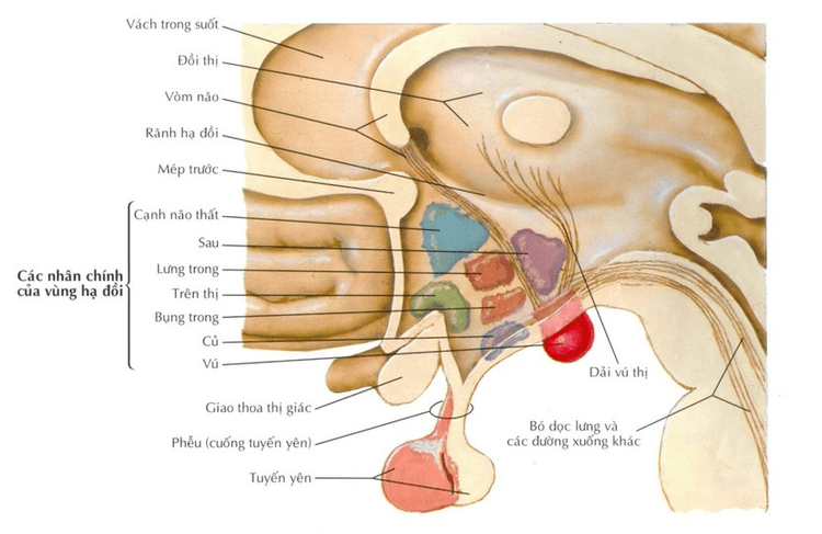 
Vùng dưới đồi sau
