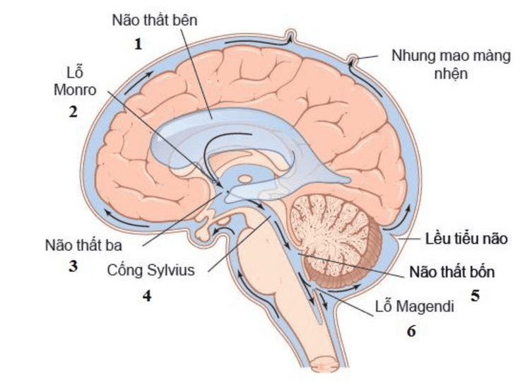 
Hệ thống dịch não tủy
