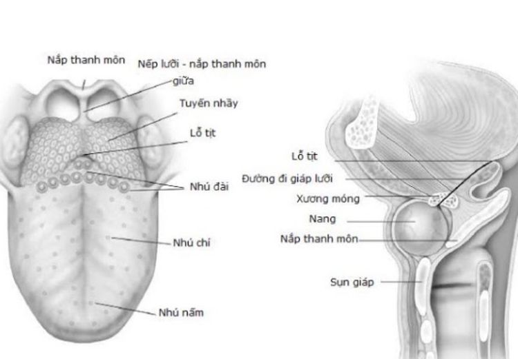 
Vị trí U nang giáp móng
