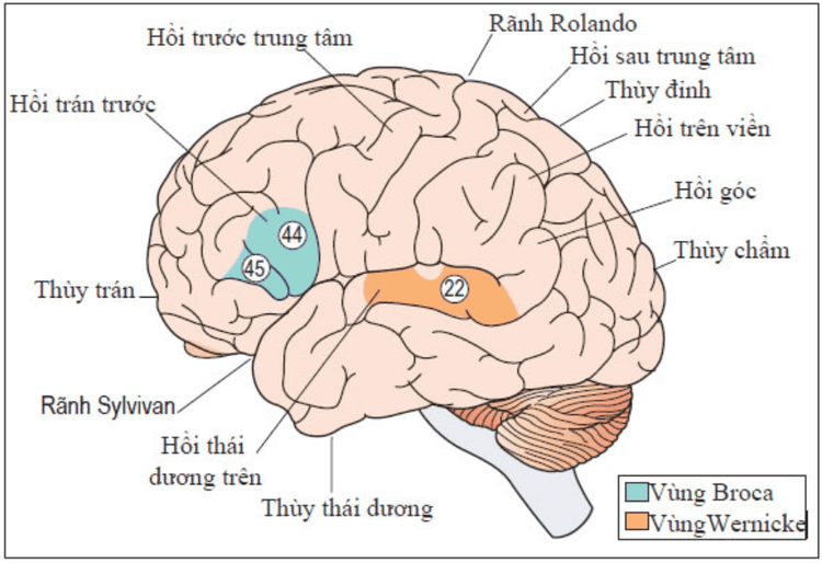 
Rối loạn về ngôn ngữ vùng Broca trong não bộ
