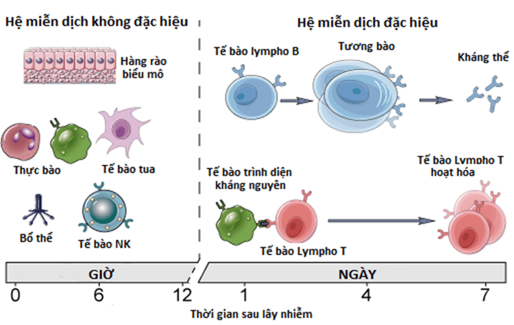 
Hình 1. Hệ miễn dịch không đặc hiệu và hệ miễn dịch đặc hiệu
