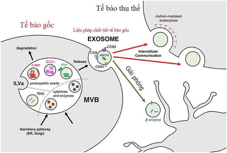 
Chất tiết tế bào gốc (EXOSOME)
