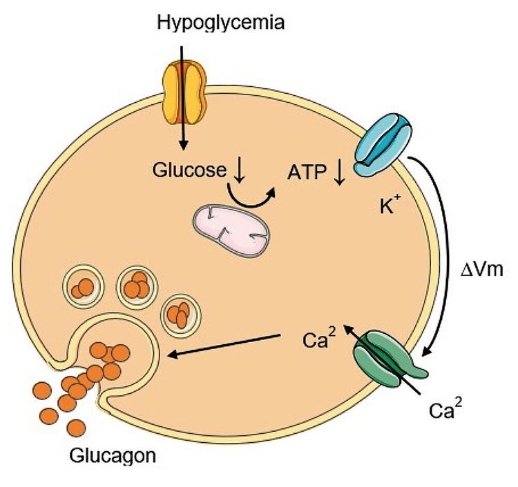 
Glucagon và insulin phối hợp với nhau để đạt được và duy trì mức đường huyết thích hợp
