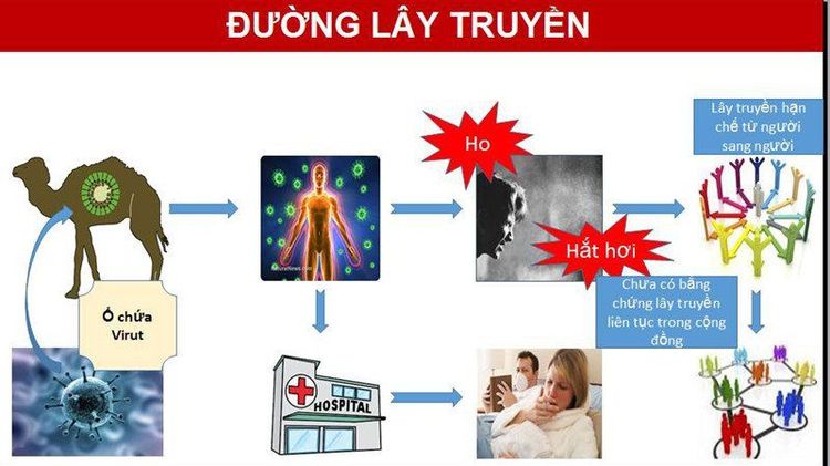 
Các đường lây truyền MERS CoV
