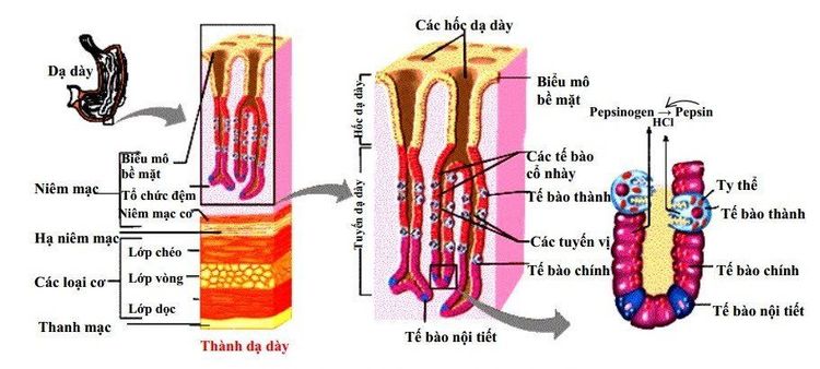 
Vị trí tuyến vị trong dạ dày
