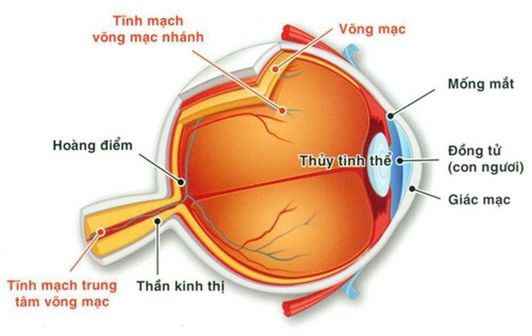 
Tĩnh mạch trung tâm võng mạc chạy dọc trong dây thần kinh thị giác
